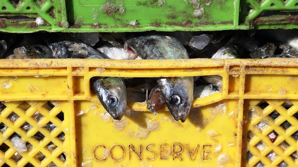 Volume De Capturas De Pescado Diminui Em Abril De