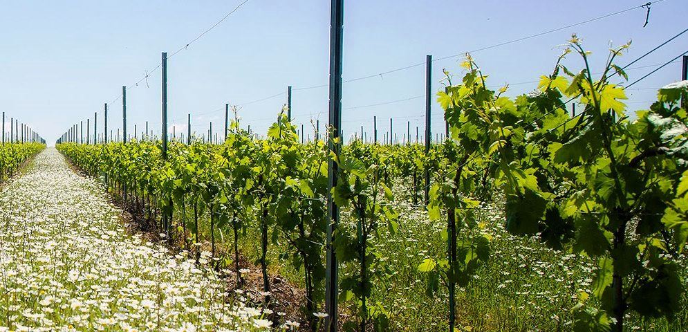 Programa de Sustentabilidade dos Vinhos do Alentejo tem nova versão