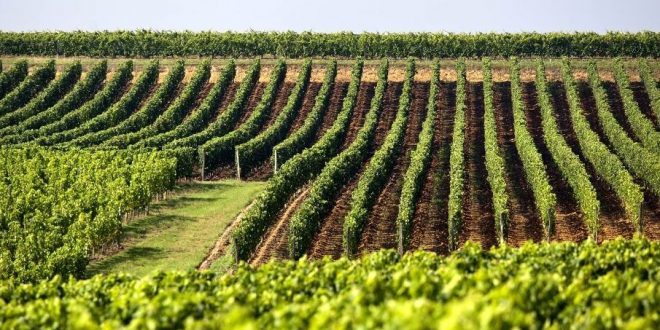 La interprofesional do Vinho de España lanza una aplicación gratuita de gestión de costes en la viña