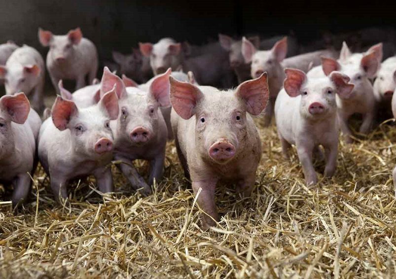 Recur will do lip Suinicultores esperam subida do preço da carne na Bolsa do Porco -  AGRICULTURA E MAR