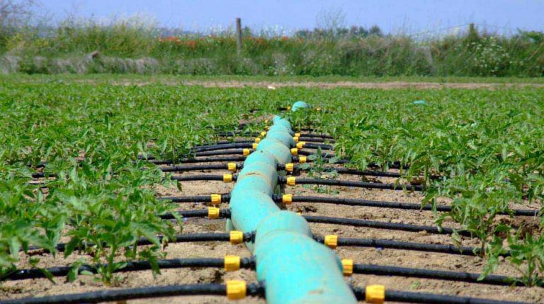 Os Passos Fundamentais Para Gerir A Sua Exploração Agrícola Agricultura E Mar 