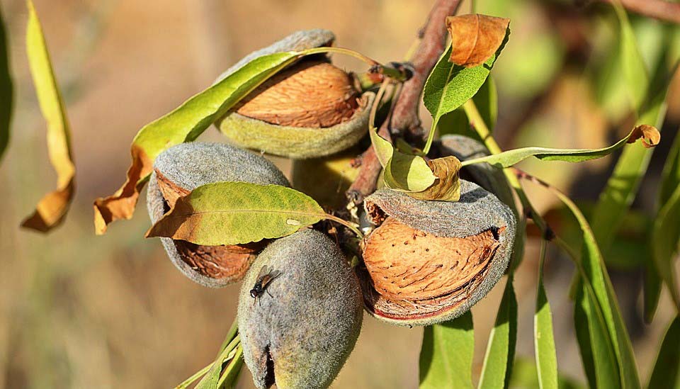 INE: Produção de amêndoa será a mais elevada de sempre - AGRICULTURA E MAR